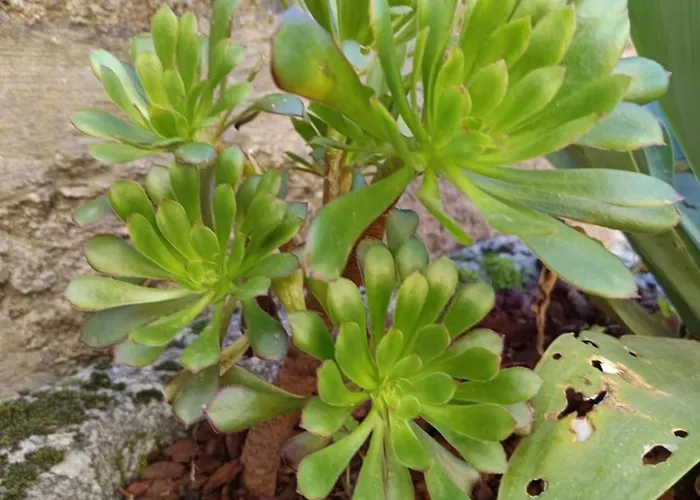 Σπίτι διακοπών Casa Dos Livros - Vila Nova de Tazem